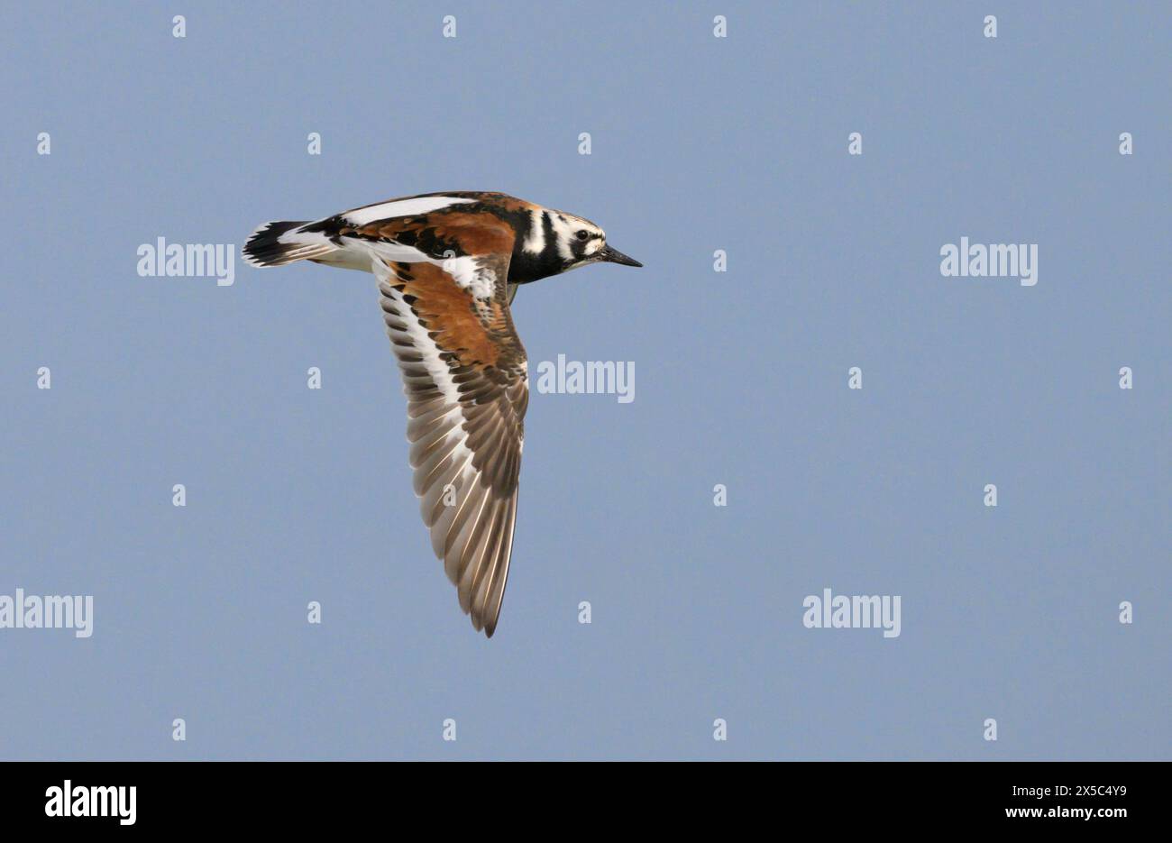 Roddy Turnstone (Arenaria interpres) fliegt im blauen Himmel während der Frühlingswanderung, Galveston, Texas, USA. Stockfoto