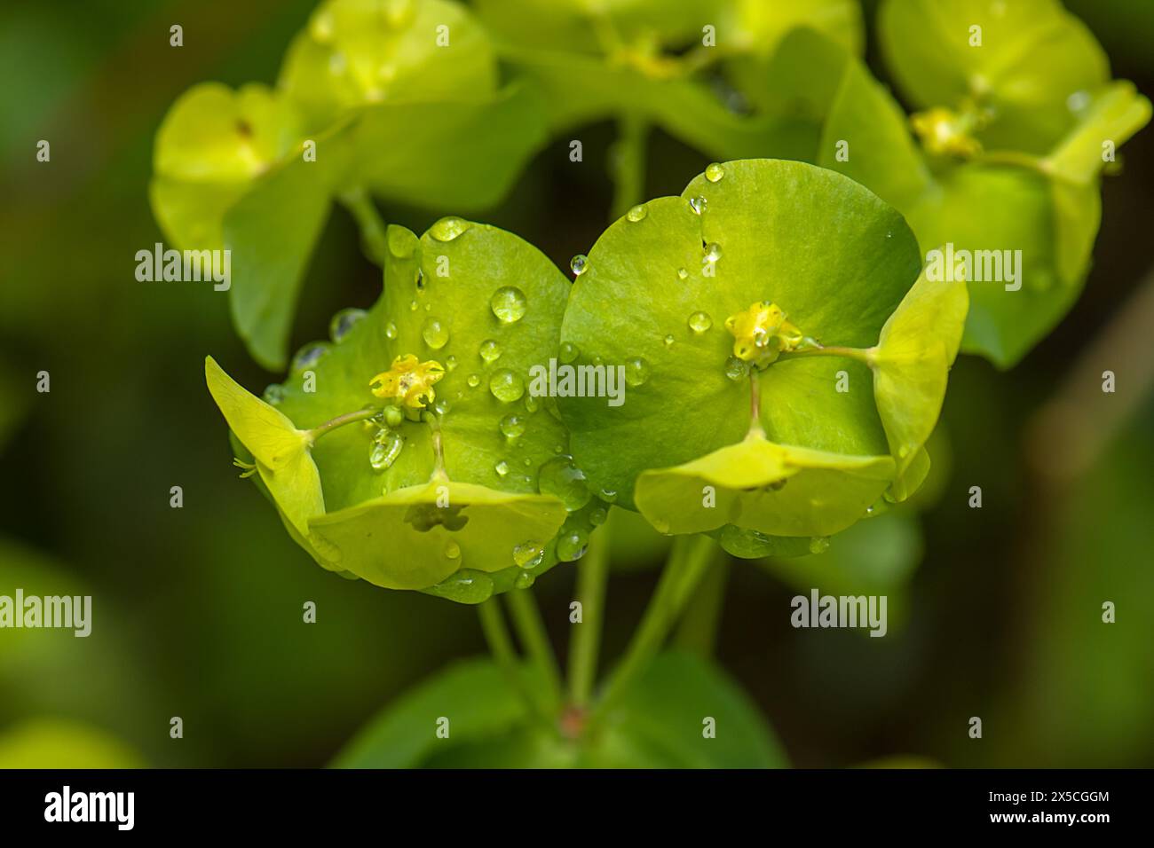 Blüten einer Waldspur (Euphorbia amygdaloides), Bayern, Deutschland Stockfoto