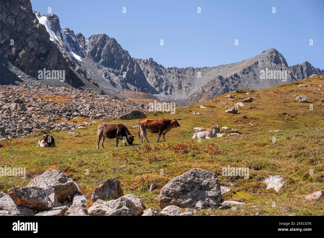 Kühe, Keldike Valley auf dem Weg zum Ala Kul Pass, Tien Shan Berge, Kirgisistan Stockfoto