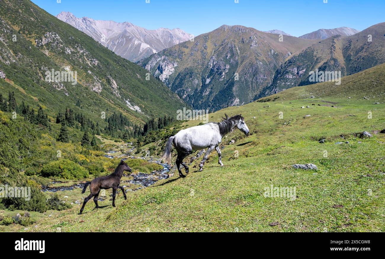 Pferde mit Fohlen, Keldike Valley auf dem Weg zum Ala Kul Pass, Tien Shan Berge, Kirgisistan Stockfoto