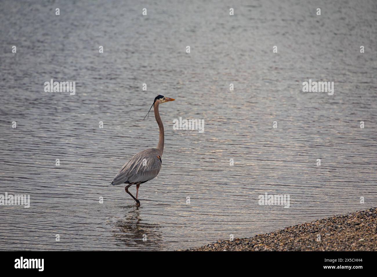 Ein wunderschöner Blaureiher, der in den ruhigen Gewässern am Ufer der Bahia de los Angeles im Meer von Cortez weht Stockfoto