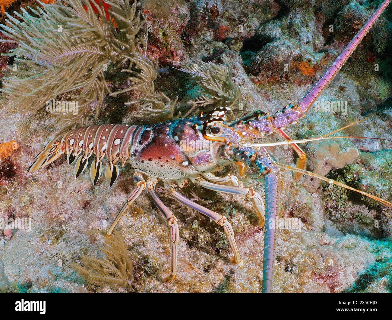 Ein farbenfroher Karibikkrebse (Panulirus argus) zwischen Korallen auf dem Meeresboden. Tauchplatz John Pennekamp Coral Reef State Park, Key Largo Stockfoto