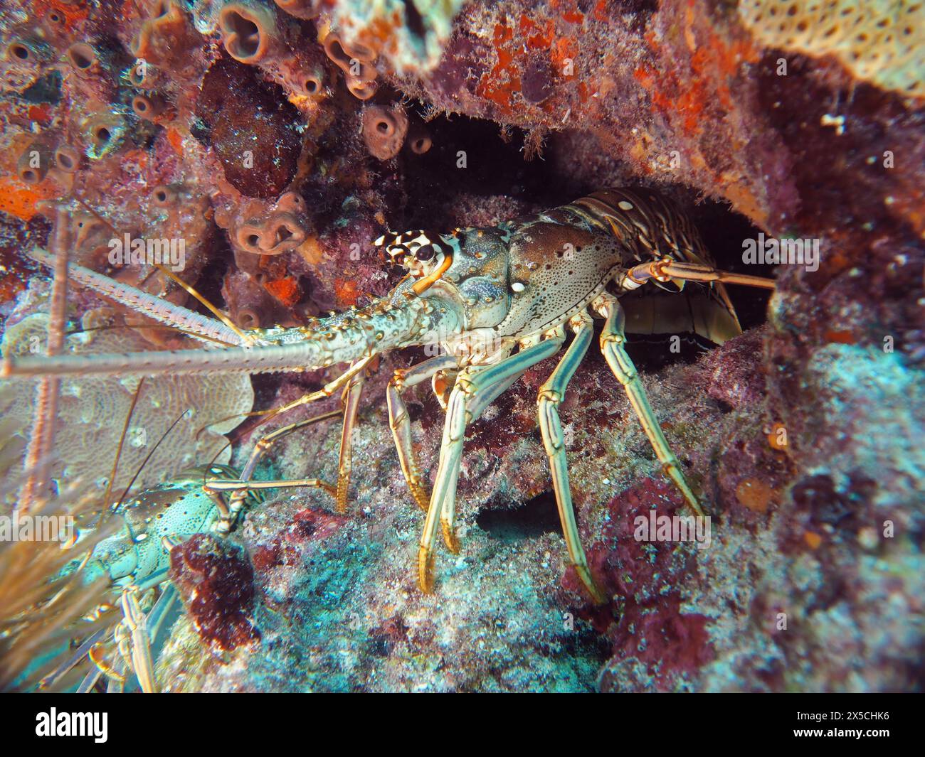 Ein karibischer Flusskrebse (Panulirus argus) versteckt sich in einer Höhle auf dem Meeresboden. Tauchplatz John Pennekamp Coral Reef State Park, Key Largo, Florida Keys Stockfoto