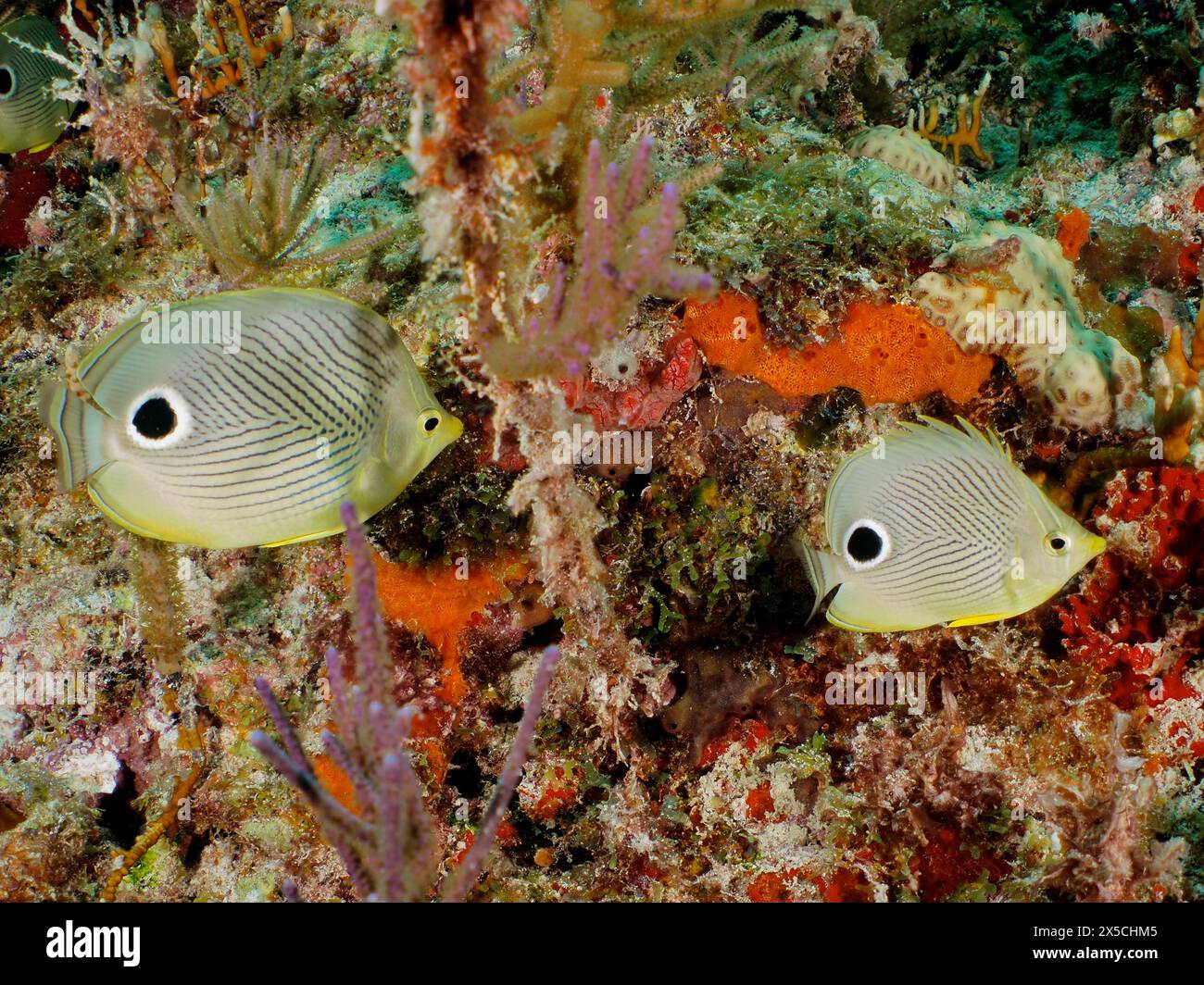 Nahaufnahme eines Vieraugen-Butterflyfish (Chaetodon capistratus) an einem tropischen Korallenriff. Tauchplatz John Pennekamp Coral Reef State Park, Key Stockfoto