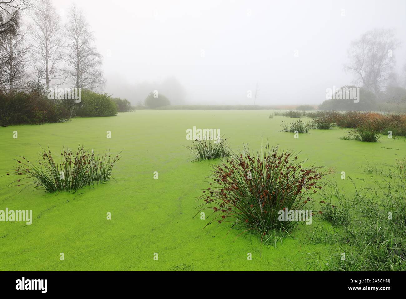 Moorsee, Wasser, Schilf, Segge, Gräser, Familie Sauergras (Carex), Moor, Eulenbruck, Pfrunger-Burgweiler Ried. Baden-Württemberg, Deutschland Stockfoto