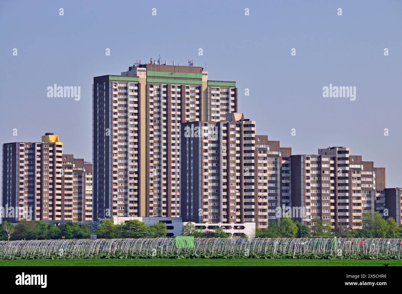 Gemüseanbau, dahinter die Wohnhochhäuser KoelnBerg, ein sozial benachteiligtes Viertel im Kölner Meschenich-Stadtteil Nord Stockfoto