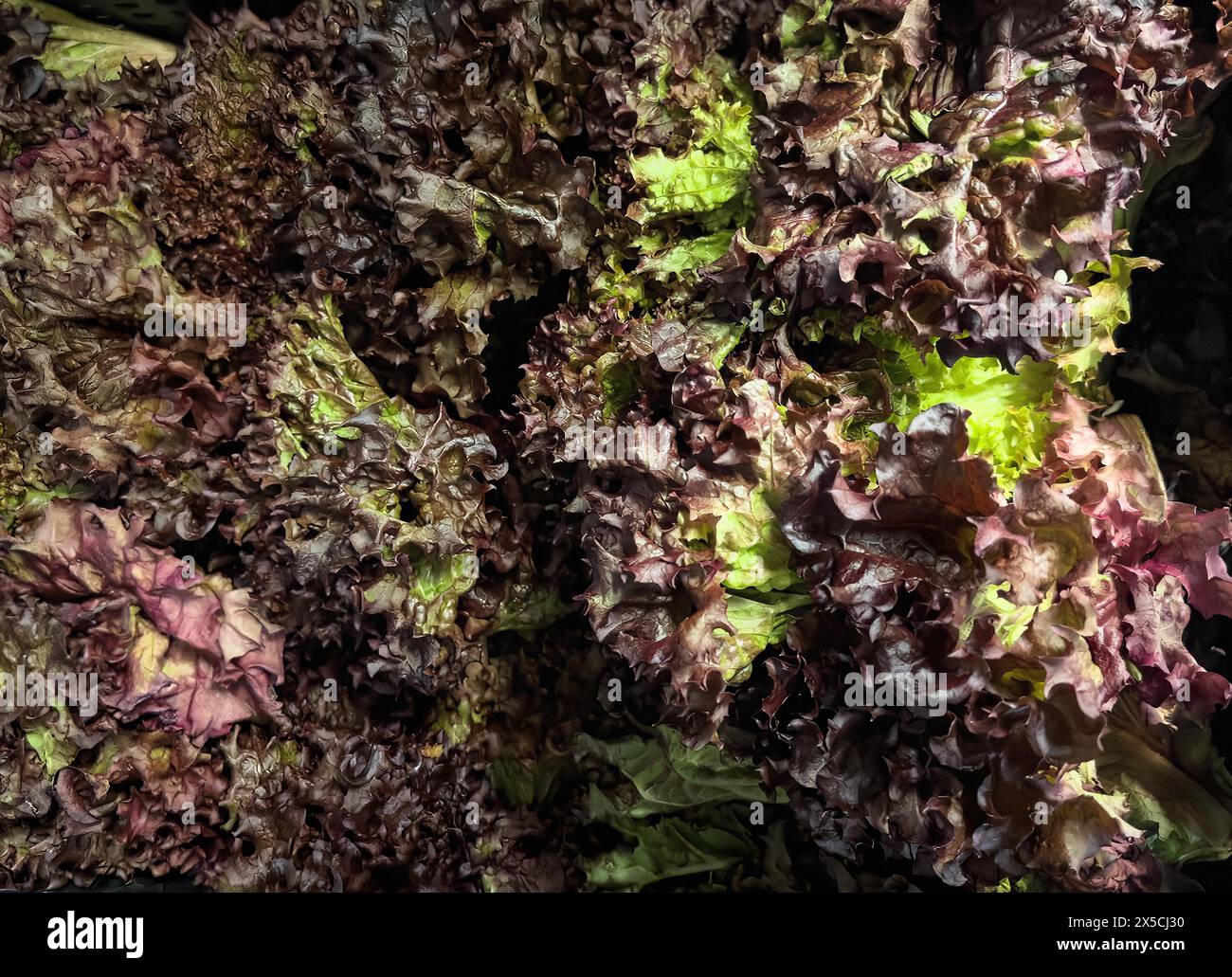 Mehrere Köpfe Salat Lollo Rosso (Lactuca sativa) in loser Schüttung im Großhandelsverkauf Gemüsegroßhandel Supermarkt umweltfreundlich Stockfoto