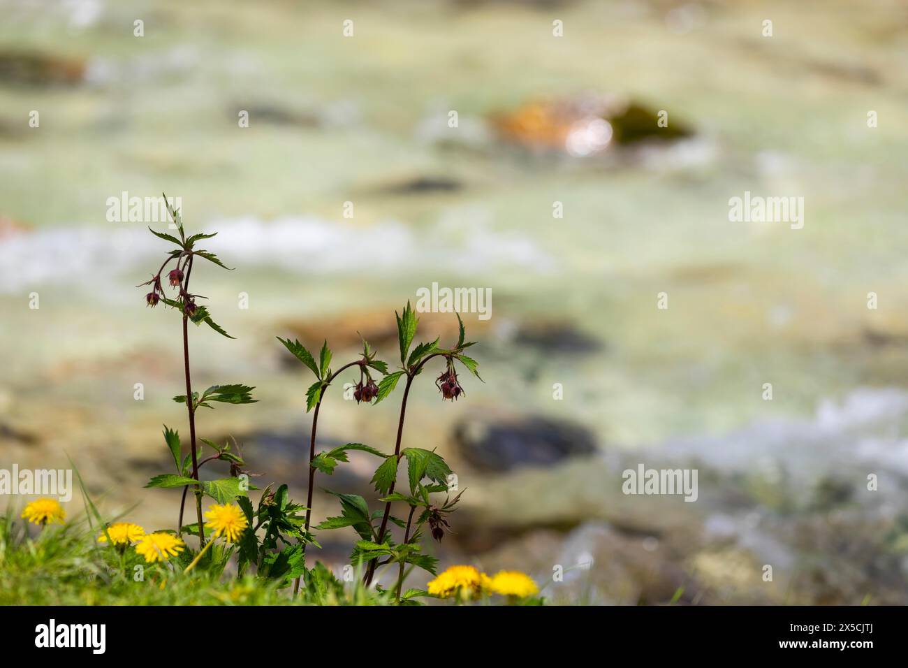 Bachnelkwurz (Geum rivale) entlang eines Baches, avens (Geum), Heilpflanze, Ramsauer Ache, Ramsau, Berchtesgadener Land, Bayern, Deutschland Stockfoto