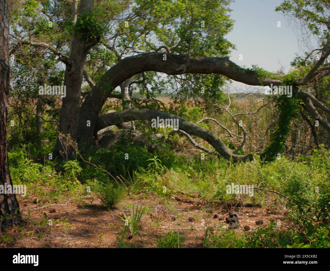 Boyd Hill Naturreservat in der Nähe des Lago Maggiore. Großer Baum mit den Gliedmaßen zur Seite und nach oben. Grüne Unterholz-Sumpflandschaften und Kiefernwälder. Blauer Himmel Stockfoto