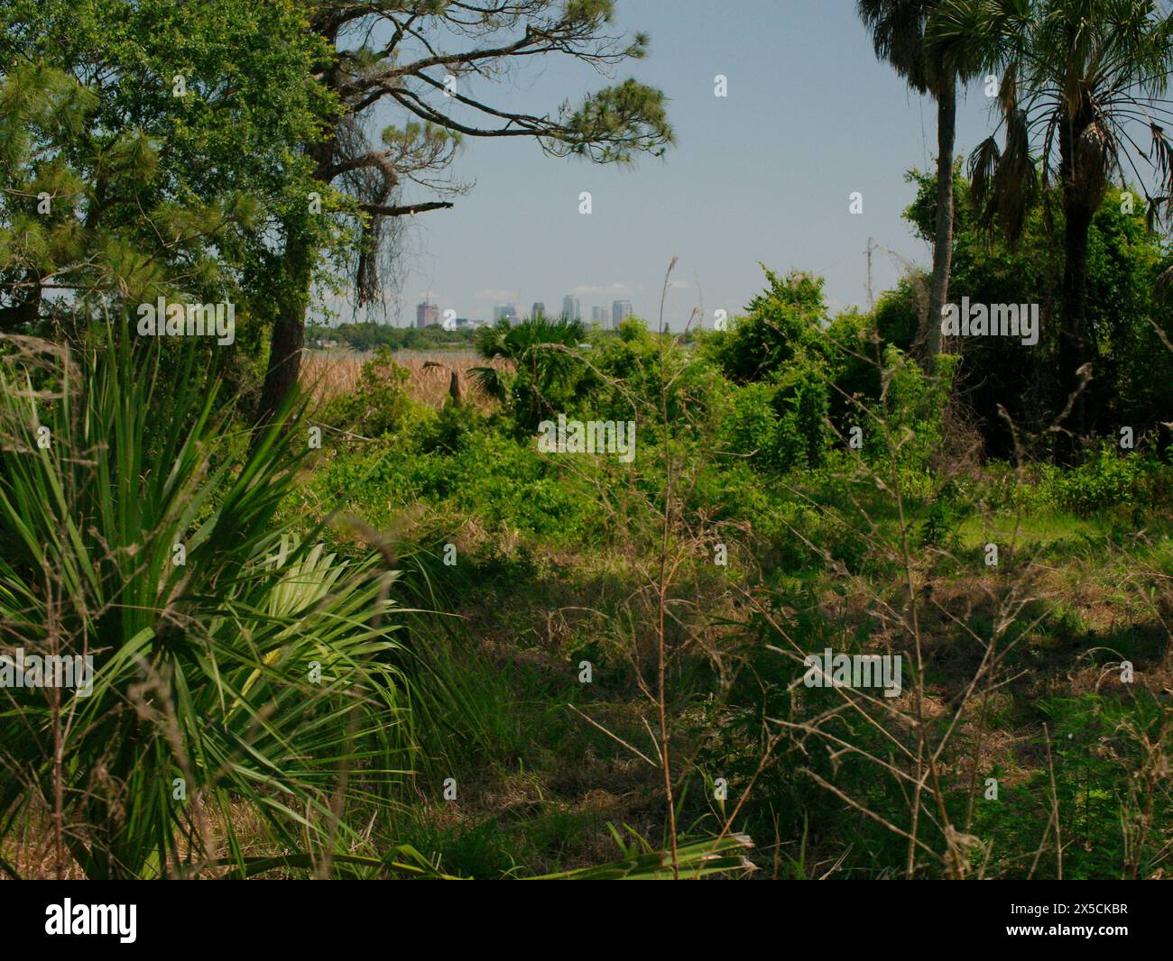Blick eingerahmt von Bäumen Boyd Hill Nature Preserve in der Nähe des Lago Maggiore. In Richtung Gebäude in der Innenstadt von St. Petersburg Florida. Grüne Unterbrust-Sumpflandungen Stockfoto