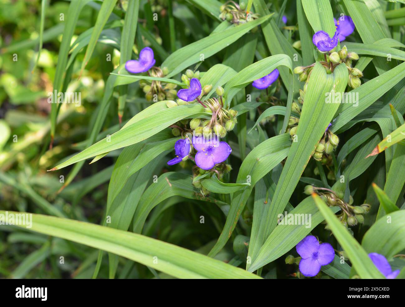 Tradescantia virginiana, die Virginia-Spinnenblüten. Blühende blaue Tradescantia (Tradescantia virginiana) im Garten. Stockfoto