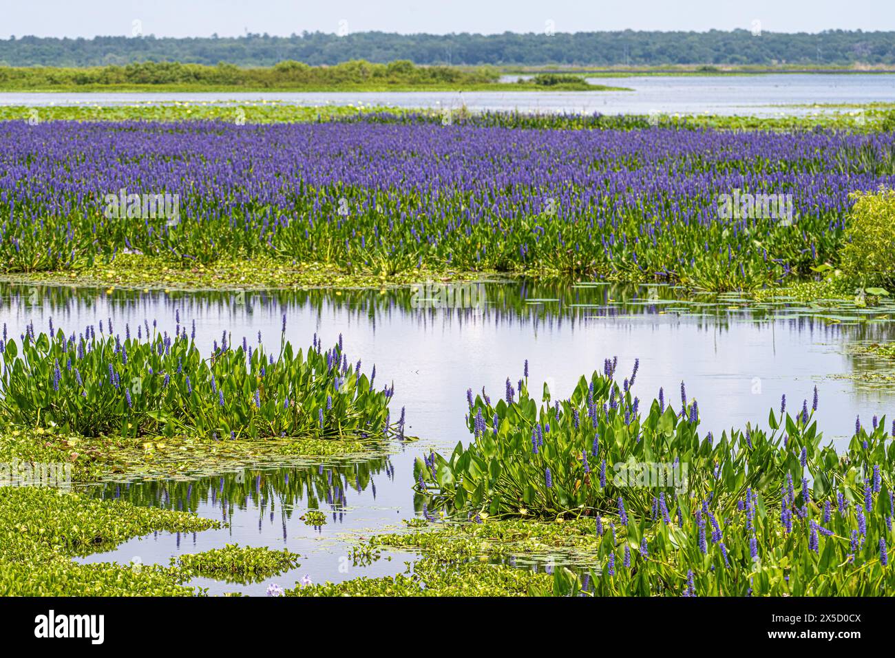 Im Paynes Prairie Preserve State Park zwischen Gainesville und Micanopy, Florida, befinden sich Feuchtgebiete mit wunderschönen, violetten Blumensträuchern. (USA) Stockfoto