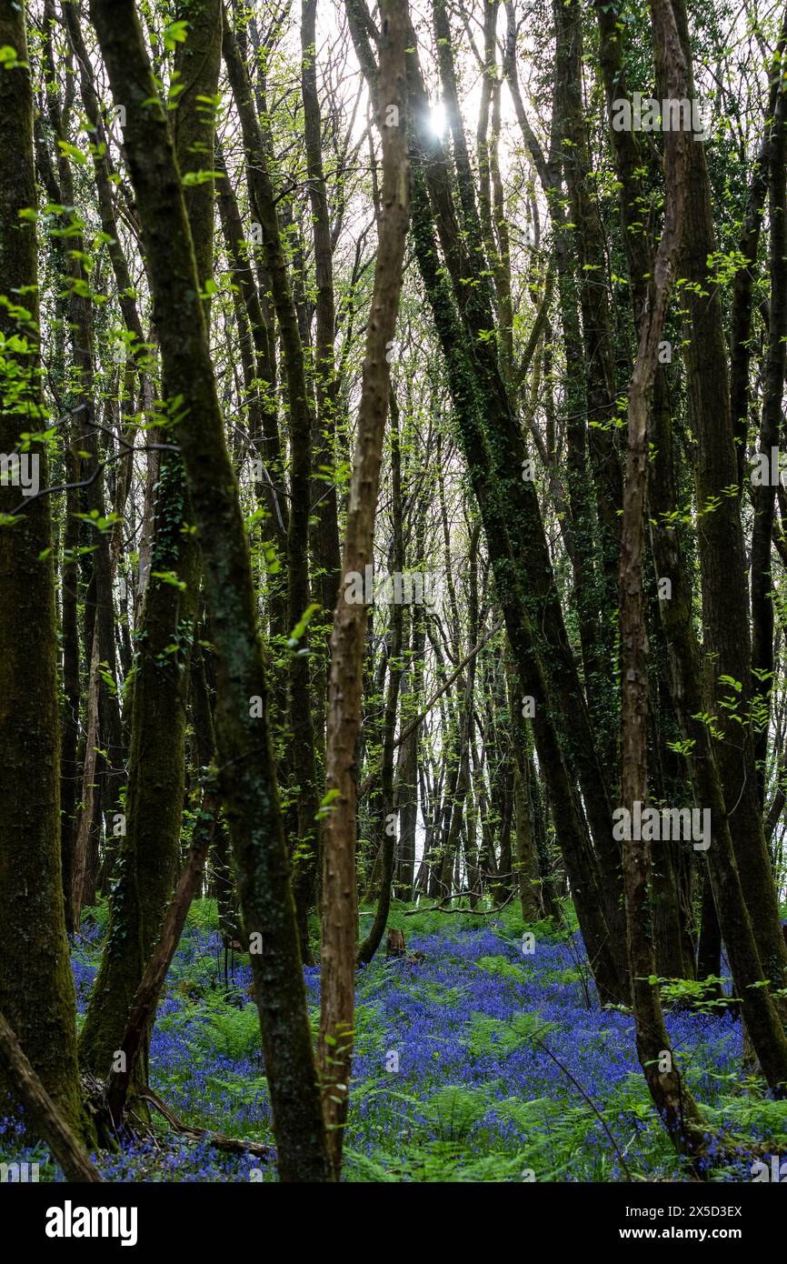 Glockenblumen Stockfoto