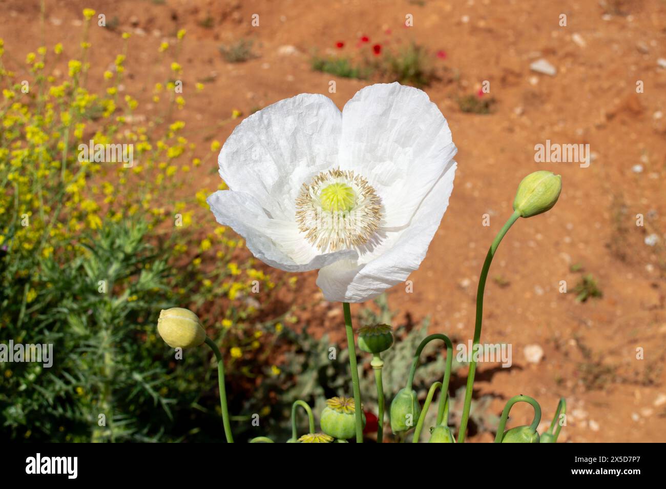 Weißer Mohn blüht im Frühling, weiße Blumen Stockfoto