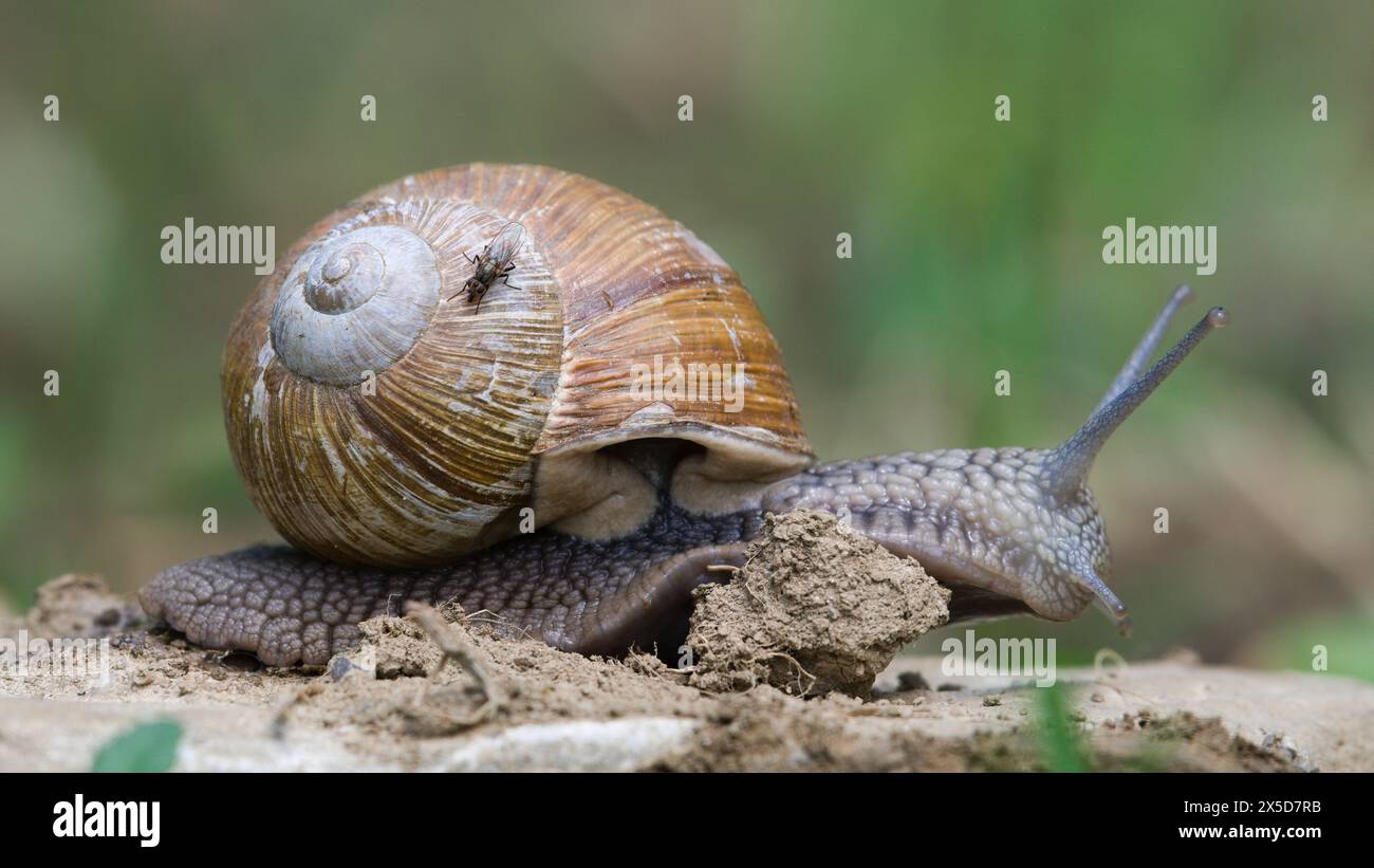 Helix pomatia aka römische Schnecke kriecht auf dem Feld. Fliegen Sie auf einer Schale. Stockfoto