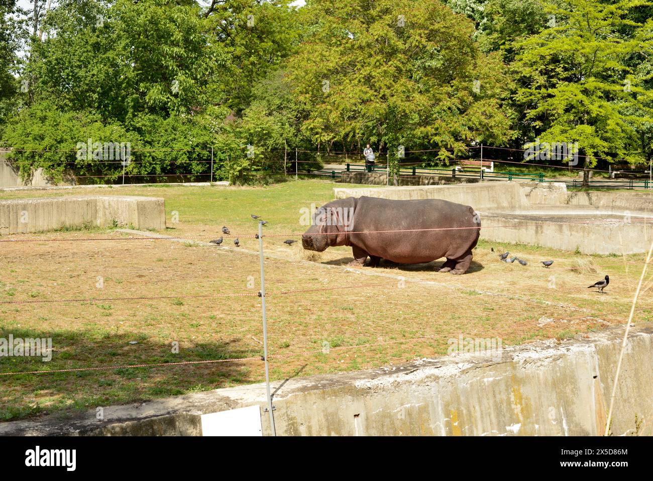 Männliches Hippo Hippopotamus amphibius gefährdetes Wildtier in seinem Gehege im Zoo von Sofia, Sofia, Bulgarien, Osteuropa, Balkan, EU Stockfoto