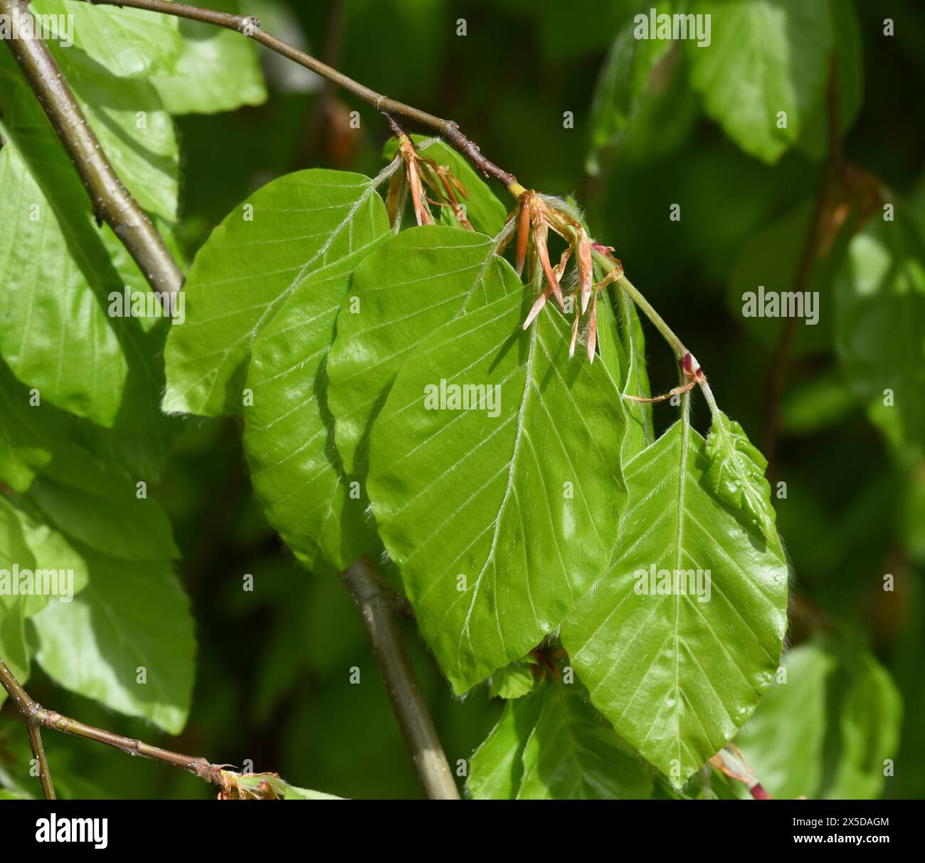 Buche, Fagus sylvatica , ist ein Laubbaum der oft in unseren Waeldern vorgekommen. Sie ist ein echter Baum und sein Holz ist ein wichtiger Nutzholz Stockfoto