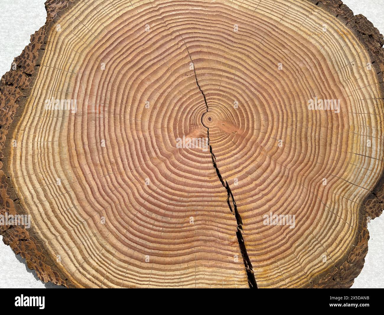 Years ringe are the Wachstubsringe a baumes in Querschnitt. Jahresringe sind die Wachstumsringe eines Baumes im Querschnitt. Stockfoto