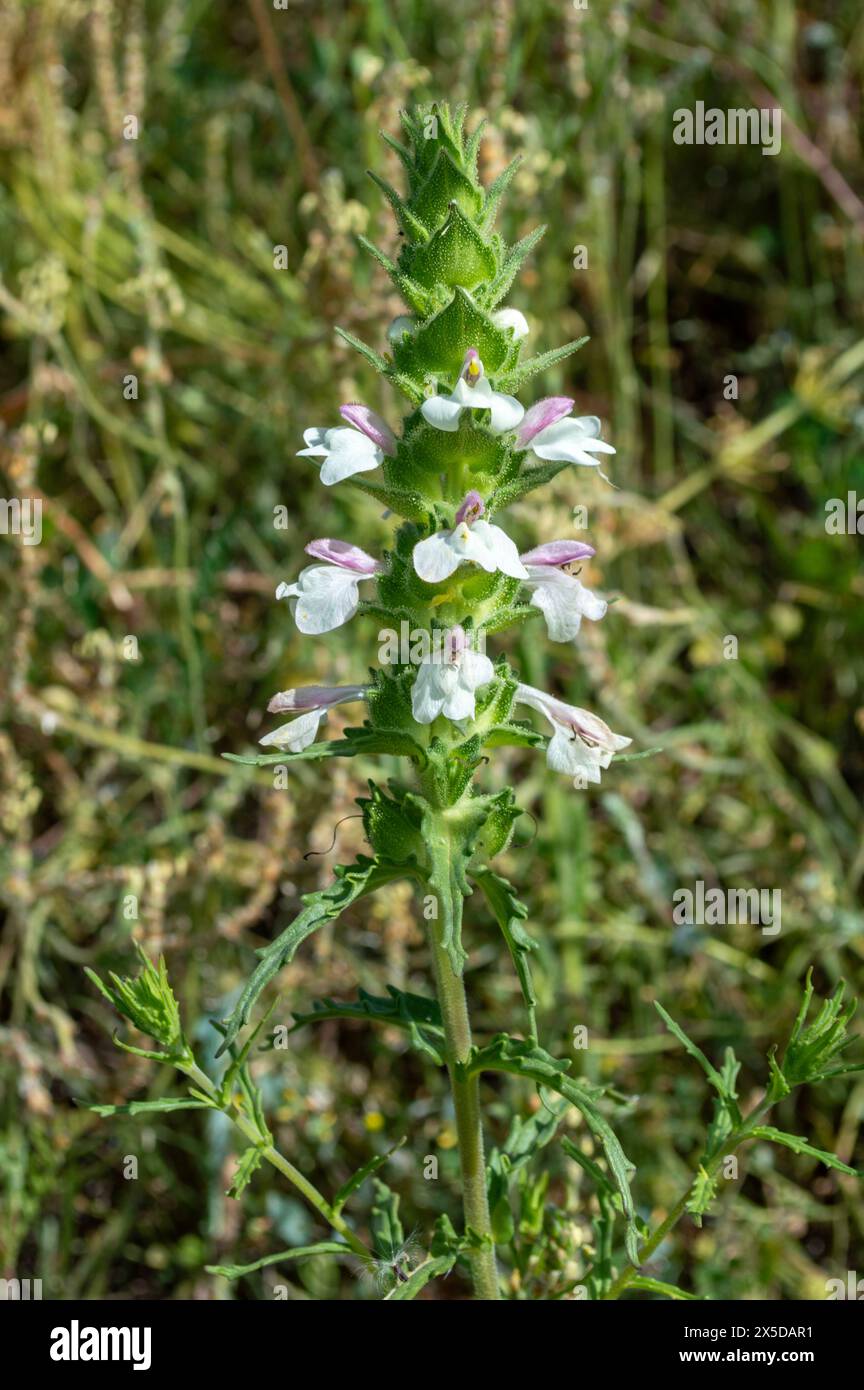 Gallocresta Blume auf dem Feld Stockfoto