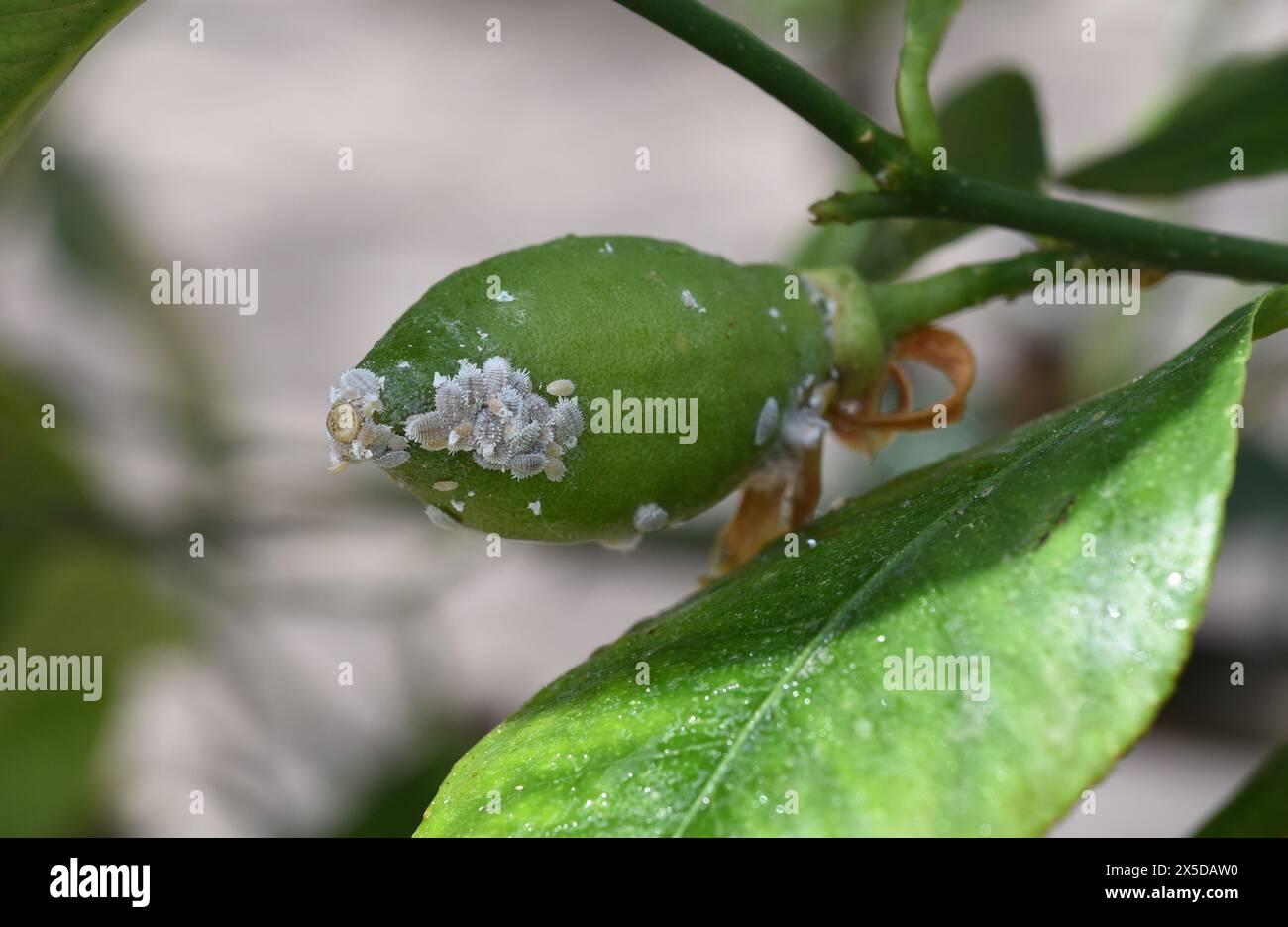 Wolllaeuse, Schmierlaeuse sind auch Blattlaeuse und sind Schaedlinge die fast alle Pflanzen befallen. Mealybugs und Mealybugs sind auch Blattläuse und sind es Stockfoto