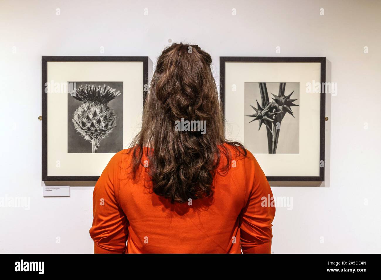 Basingstoke,Hampshire 09 May 2024 (L) Centaurea Kotschyana , Knapweed (R)Carex grayi , Morgenstern-Segge Karl Blossfeldt: Art Forms in Nature ist eine Ausstellung der Hayward Gallery Touring, die ein Originalportfolio von 40 Fotografien aus dem Jahr 1932 mit dem Titel „Wundergarten der Natur“ präsentiert, herausgegeben vom Künstler und im Jahr seines Todes veröffentlicht. Die Ausstellung bietet die Gelegenheit, ein beispielhaftes Set von Blossfeldts charakteristischen Nahaufnahmen von Pflanzen und Flora zu erleben.9. Mai – Sonntag, 28. Juli 2024.Paul Quezada-Neiman/Alamy Live News Stockfoto