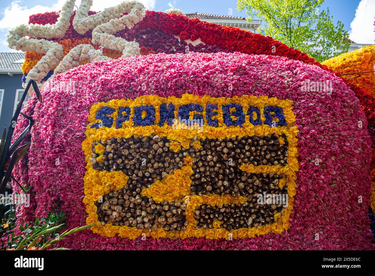 Bloemencorso Haarlem 2024. Das Bloemencorso des Bollenstreek ist das größte Frühlingsfest der Niederlande. Stockfoto