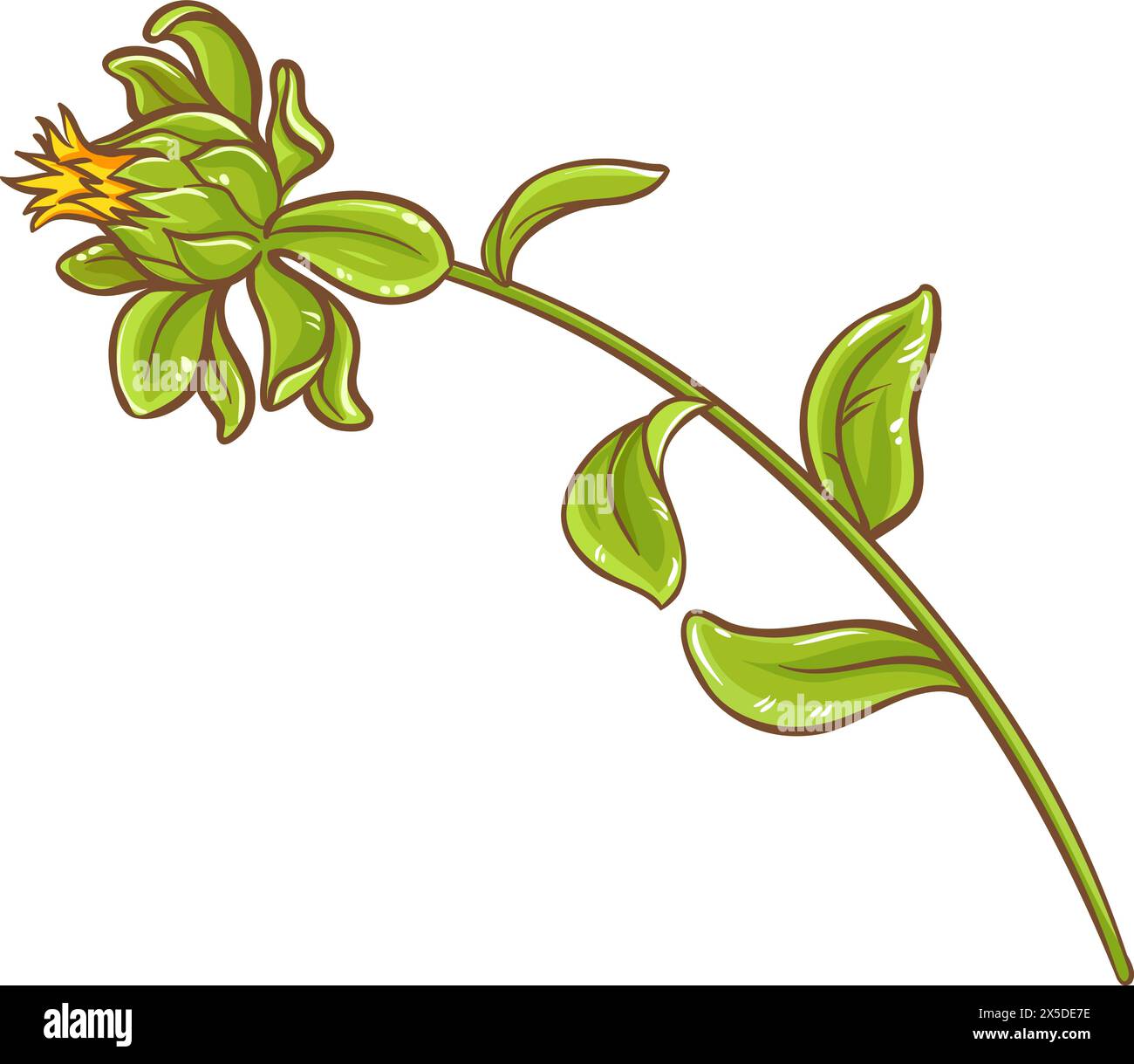 Färberpflanze Farbige Detaillierte Illustration Stock Vektor