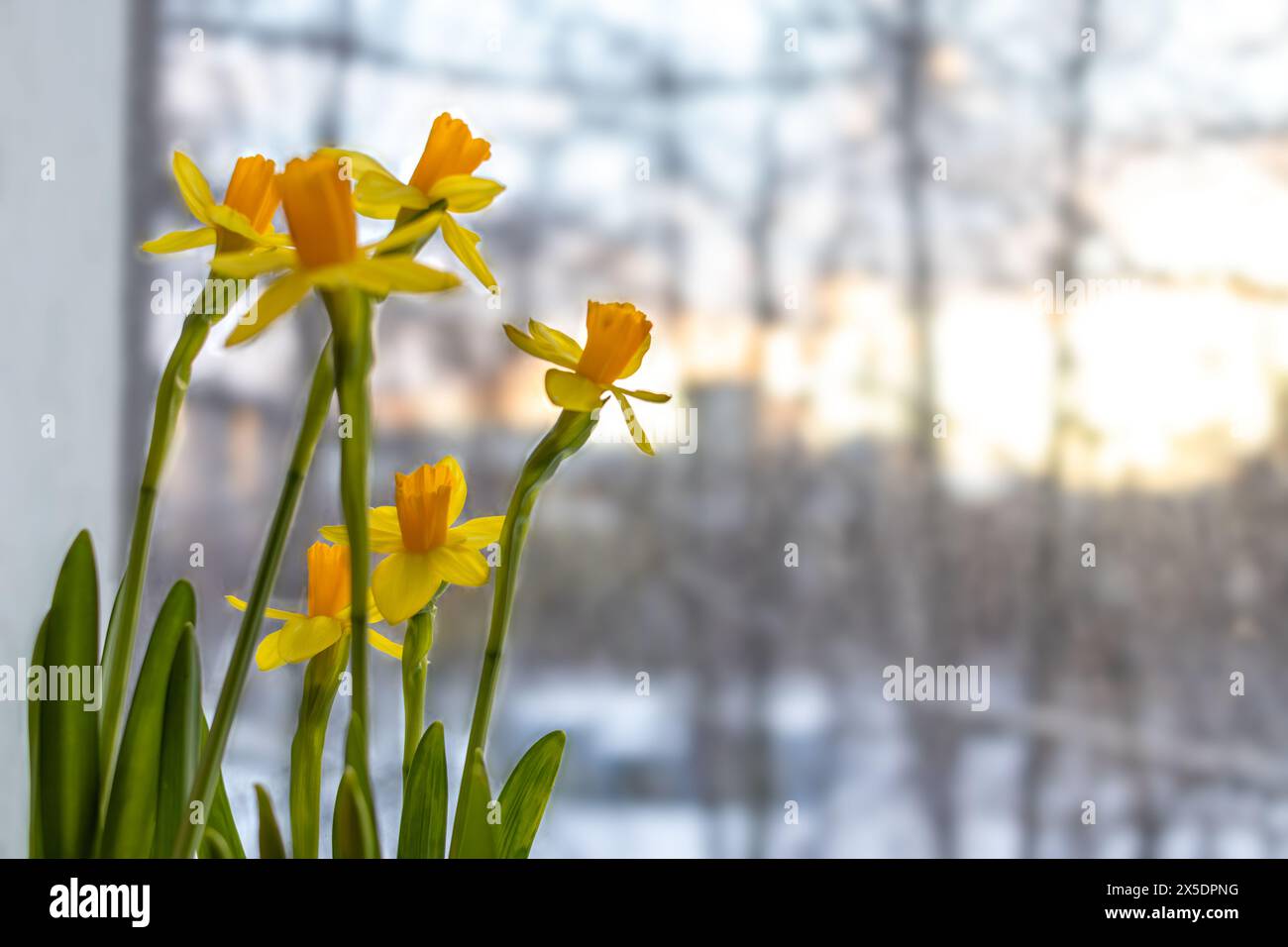 Gelbe Narzissen im Frühjahr an Fenster vor dem Hintergrund des schmelzenden Schnees in der Stadt. Frauentag, erste Blumen. Stockfoto