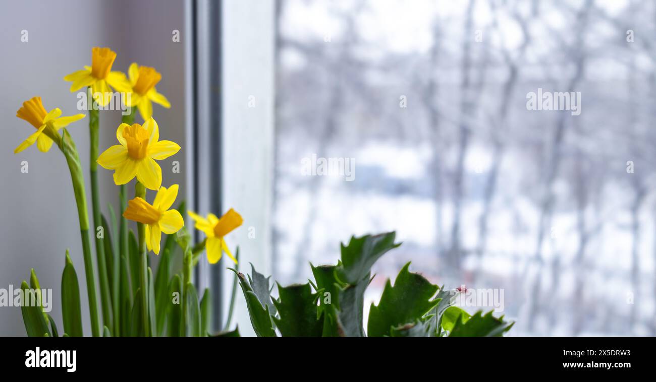 Gelbe Narzissen im Frühjahr an Fenster vor dem Hintergrund des schmelzenden Schnees in der Stadt. Frauentag, erste Blumen. Banner, Leerzeichen für Text. Stockfoto