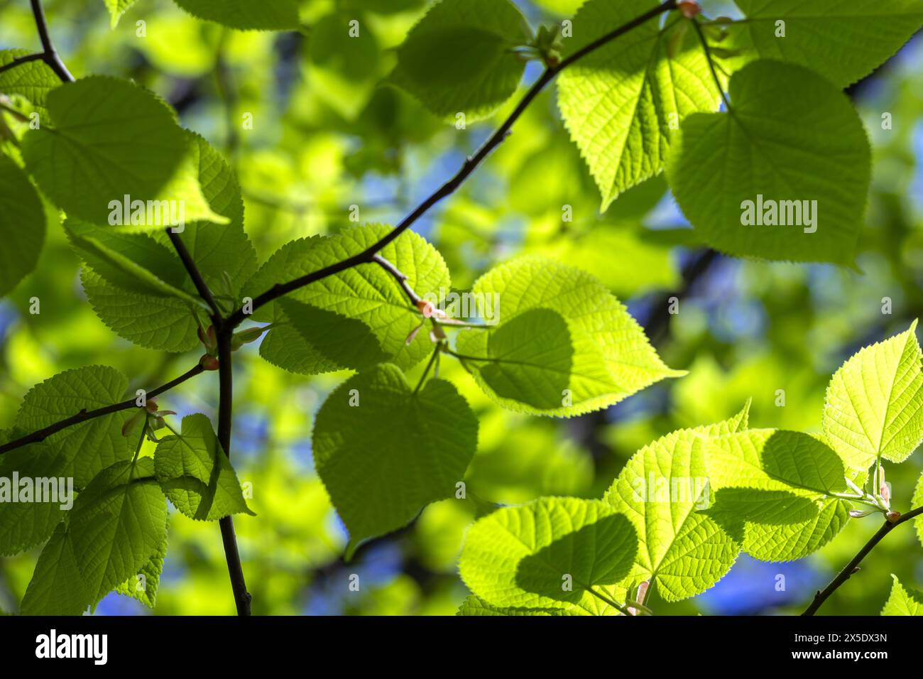 Hintergrund der ersten zarten-grünen Lindenblätter vor blauem Himmel am sonnigen Maitag. Frühlingsstimmung. Stockfoto