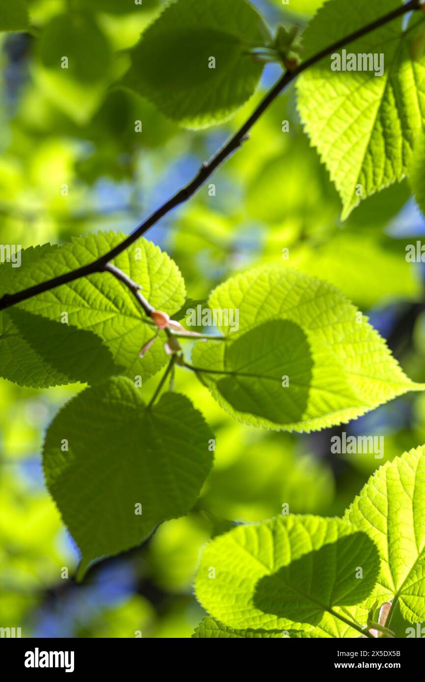 Hintergrund der ersten zarten-grünen Lindenblätter vor blauem Himmel am sonnigen Maitag. Frühlingsstimmung. Stockfoto