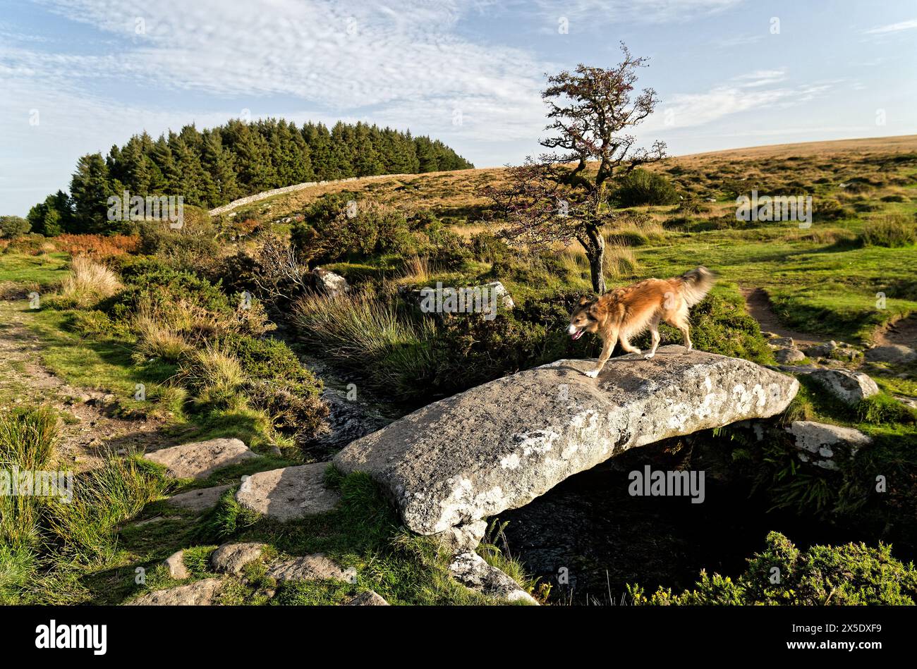 Walla Brook alte Steinklatschbrücke in Scorhill, Shovel Down, Dartmoor National Park, in der Nähe von Chagford, Devon, England Stockfoto