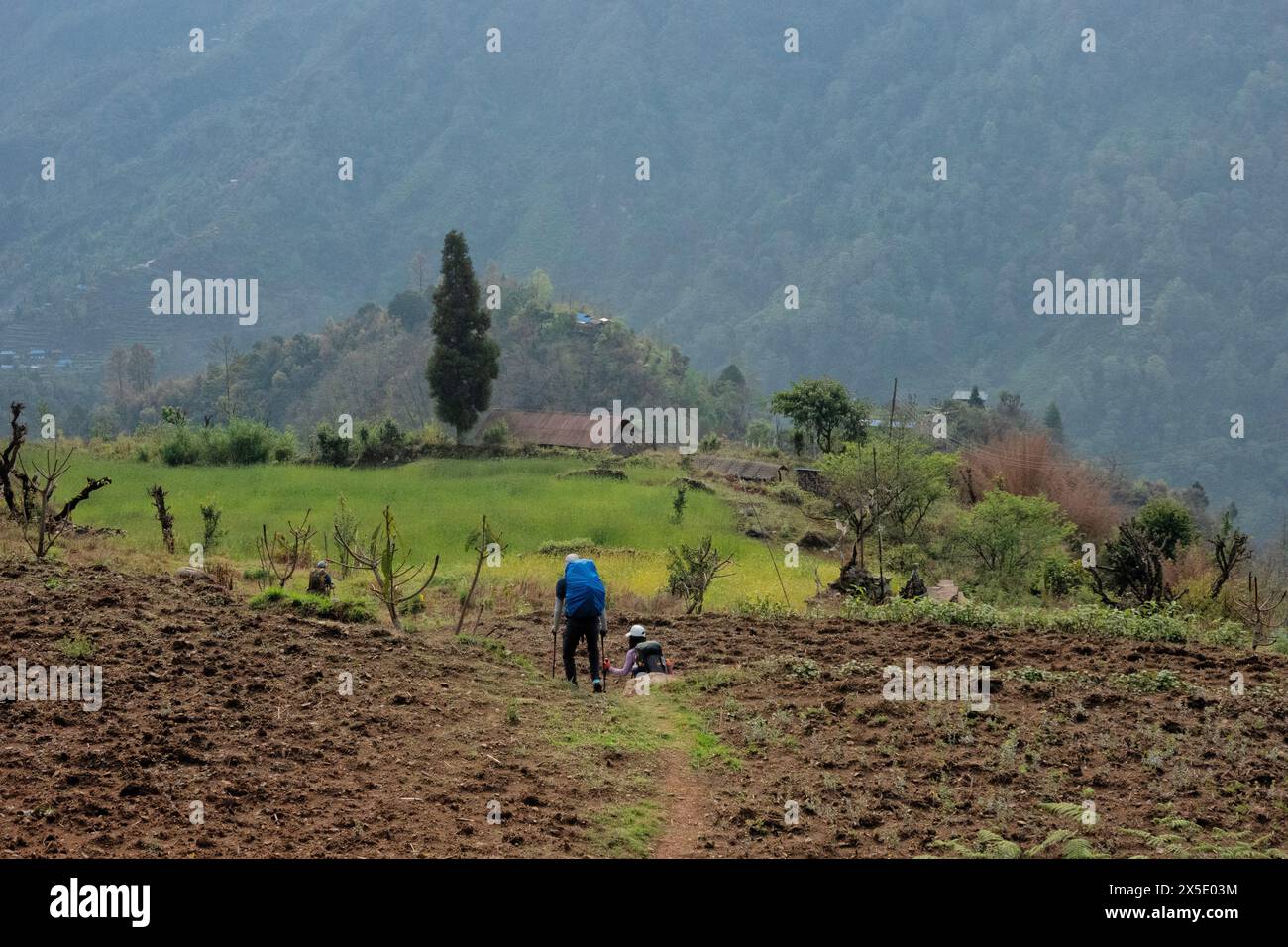 Trekking durch die Ausläufer des Himalaya auf dem Kangchenjunga (Kanchenjunga) Trek, Yamphuddin, Nepal Stockfoto