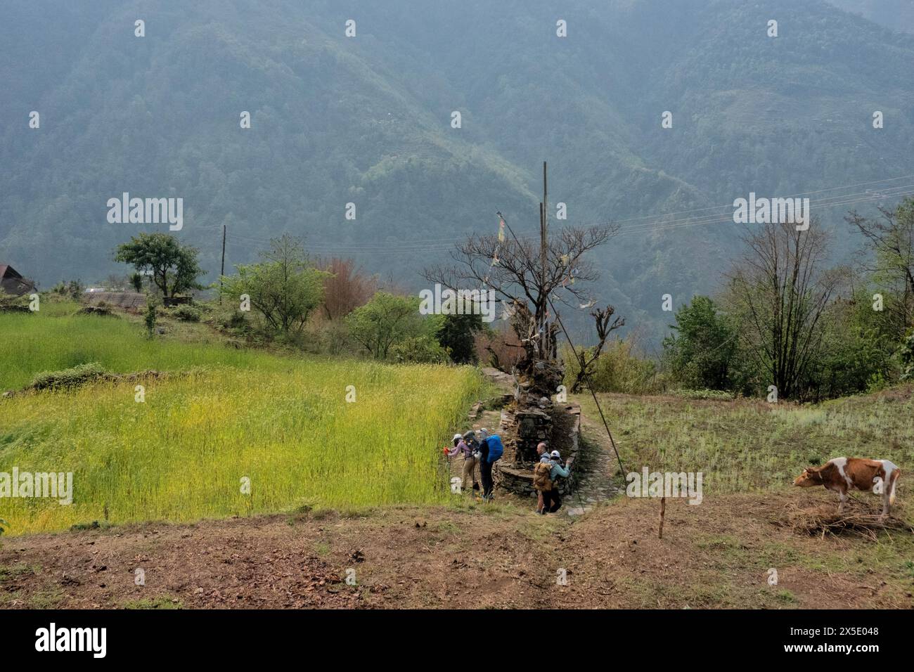 Trekking durch die Ausläufer des Himalaya auf dem Kangchenjunga (Kanchenjunga) Trek, Yamphuddin, Nepal Stockfoto