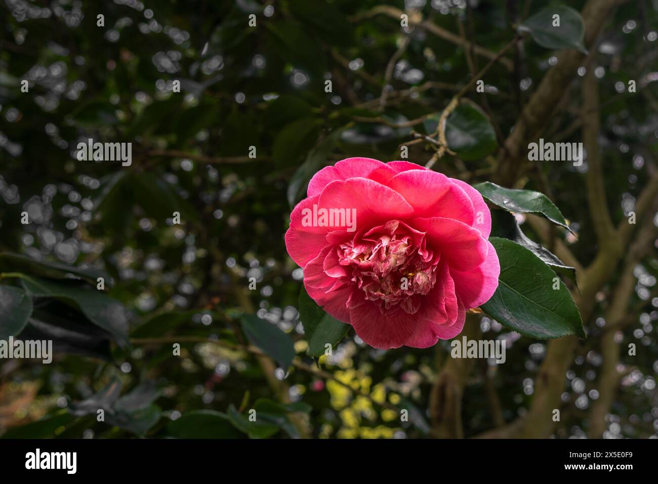 Die zarte Blume von Camelia japonica R.L.Wheeler in einem Garten in England im Vereinigten Königreich. Stockfoto