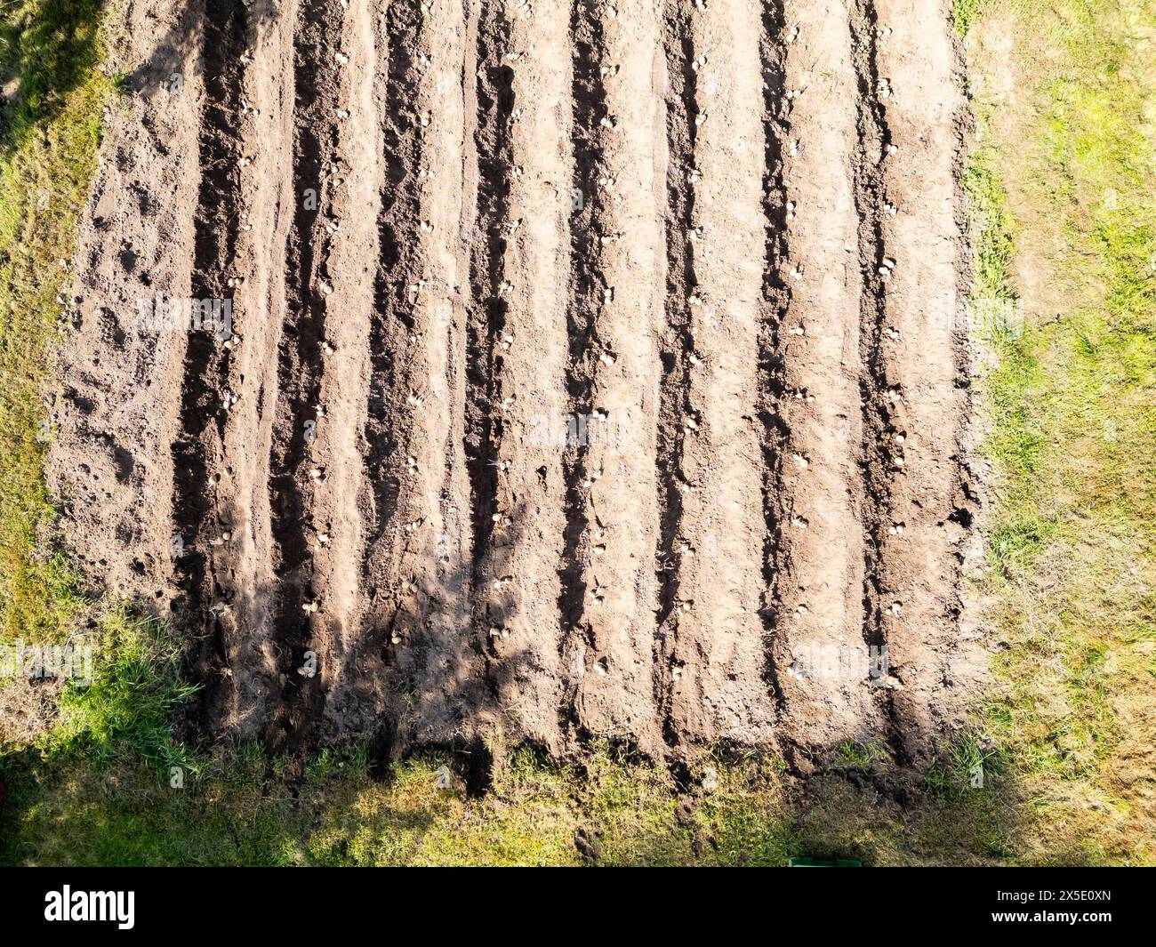 Luftdrohne von oben nach unten auf das Kartoffelfeld, das für den Anbau in einem kleinen altmodischen Garten vorbereitet ist. Stockfoto