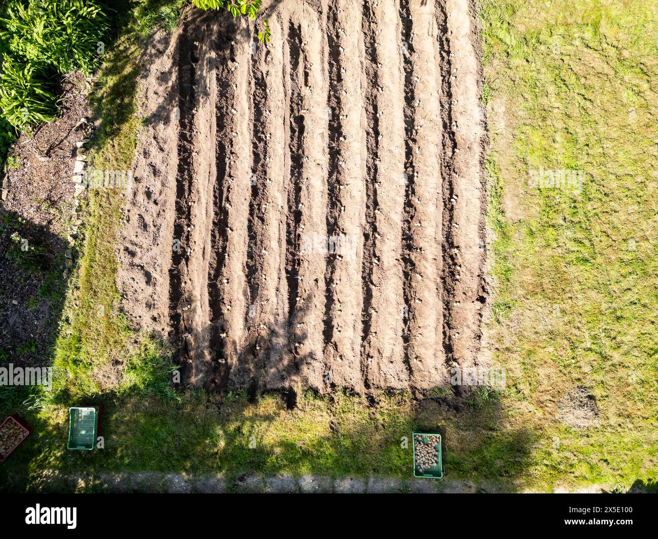 Luftdrohne von oben nach unten auf das Kartoffelfeld, das für den Anbau in einem kleinen altmodischen Garten vorbereitet ist. Stockfoto