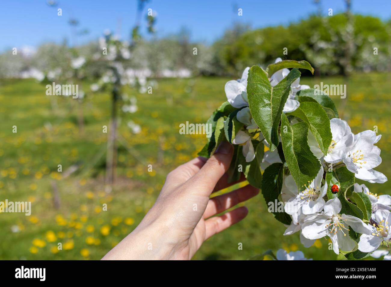 Die Hand der Frau hält sanft einen Ast eines Apfelbaums, auf dem Marienkäfer krabbelt. Blühende Gärten. Frühlingsblüte. Stockfoto