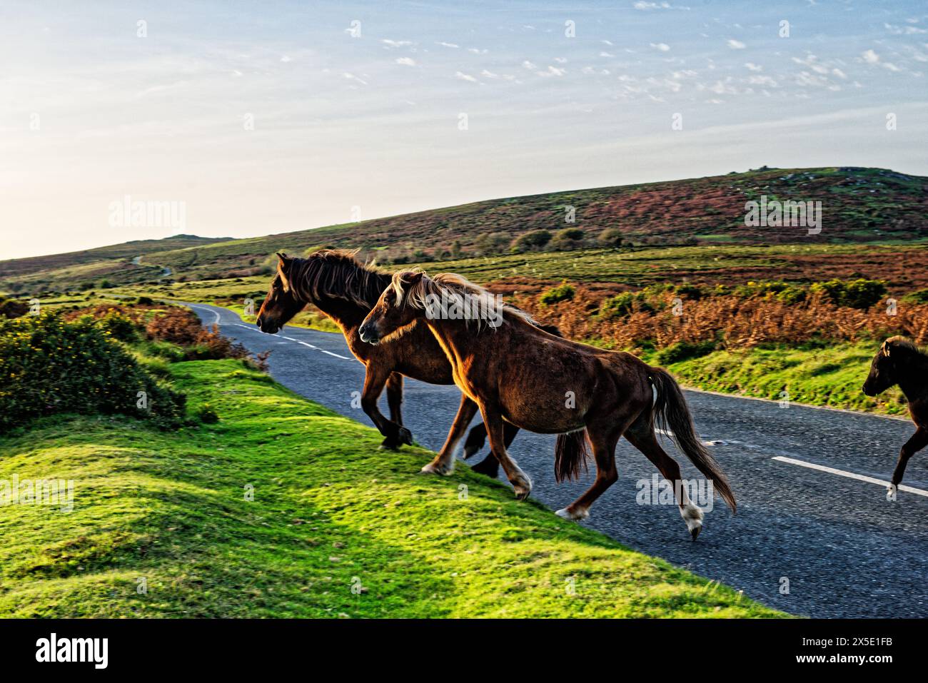Dartmoor Ponys überqueren die Moorlandstraße am Sherberton Common unterhalb des Mel Tor bei Dartmeet, Dartmoor National Park, Devon, England. Blick auf NW zum Corndon Tor Stockfoto