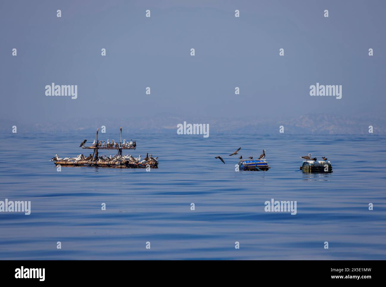 Verschiedene Seevögel versammeln sich an einem Fischsammelgerät, das von Einheimischen vor der Küste eingesetzt wird, um die Fischerei vor der Demokratischen Republik Timor-Leste zu unterstützen. Stockfoto