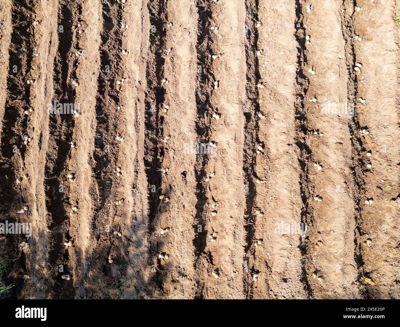 Luftdrohne von oben nach unten auf das Kartoffelfeld, das für den Anbau in einem kleinen altmodischen Garten vorbereitet ist. Stockfoto