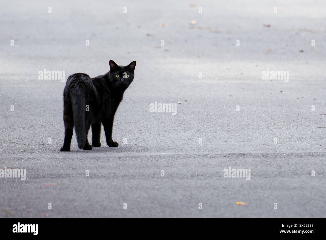 Schwarze Katze, die auf einer Asphaltstraße läuft und in die Kamera schaut Stockfoto