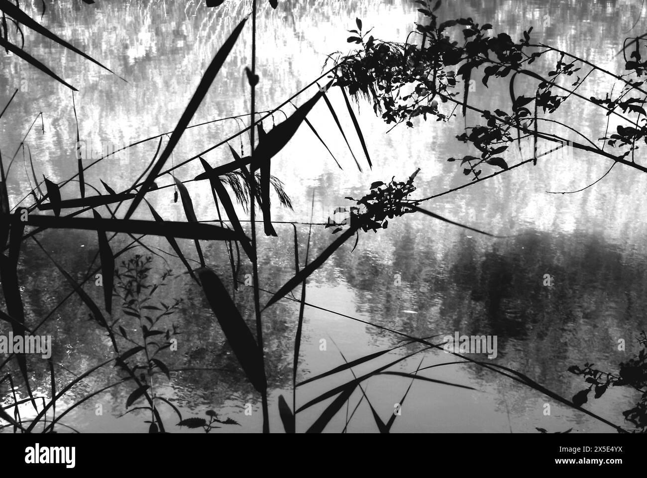 Zarte Ufersilhouetten vor magischen Spiegelreflexen auf dem New River im Enfield Town Park, London, Großbritannien Stockfoto