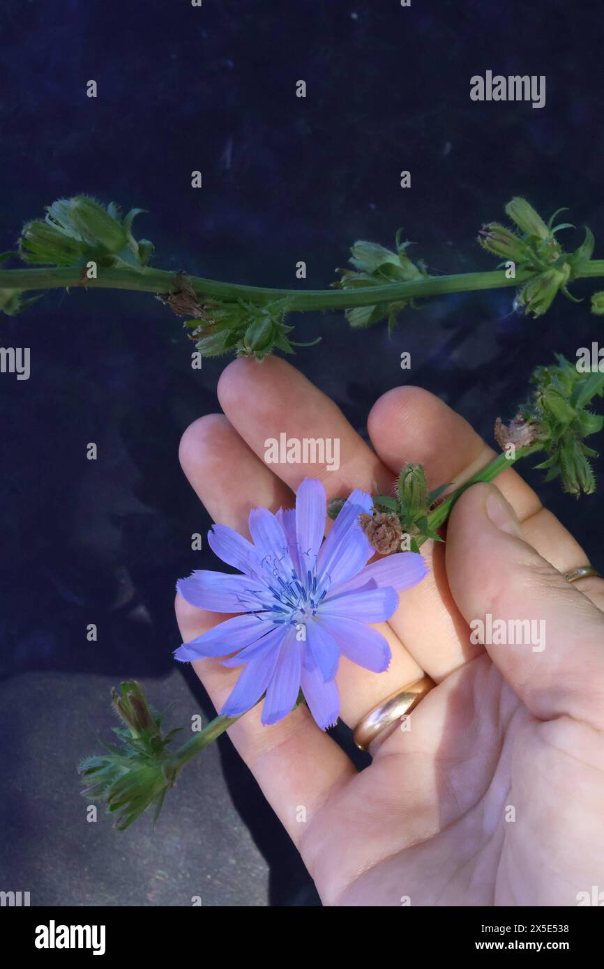 Zarte violette Zichorienblüte in der Hand der Frau. Eine Alternative zu Kaffee. Nahaufnahme. Stockfoto