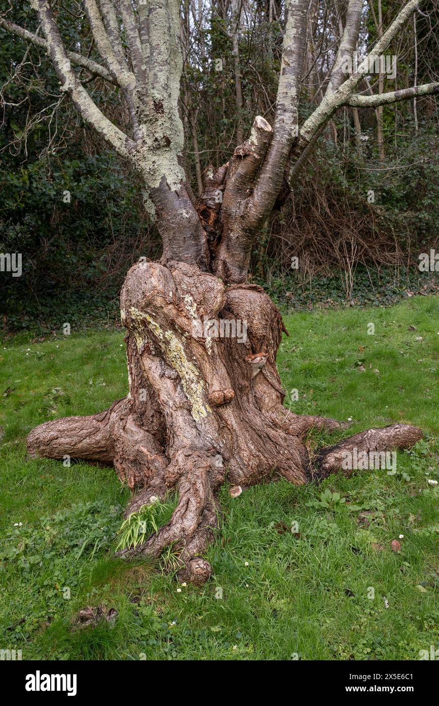Ein Baum, der aus einem alten knorrigen und verdrehten Baumstamm in Trenance Gardens in Cornwall in Großbritannien wächst. Stockfoto