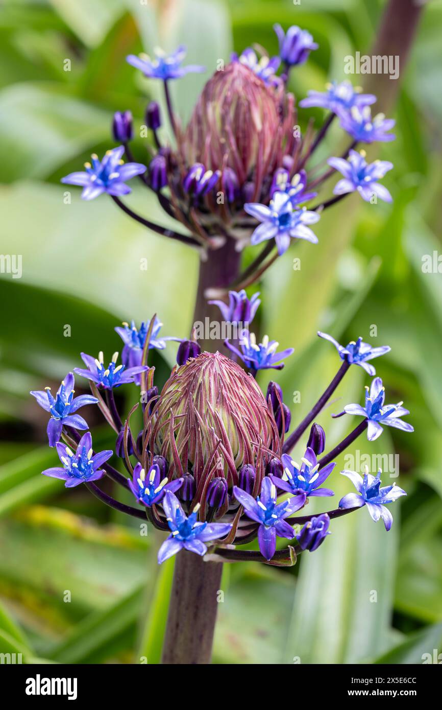 Scilla peruviana Portugese, die in einem Garten in England blüht, in Großbritannien. Stockfoto