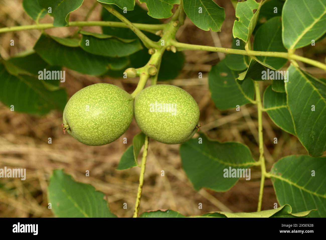 Auf einem Zweig eines Walnussbaums bildeten sich grüne Eierstöcke aus zwei Walnussfrüchten. Stockfoto