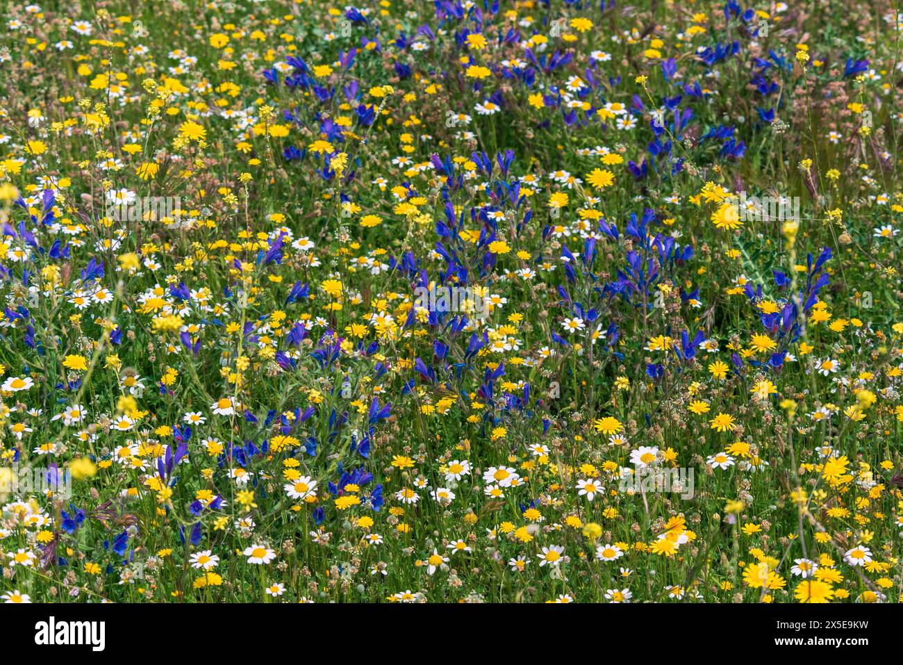 Campo lleno de vegetación y múltiples flores silvestres de diversos colores en primavera Stockfoto