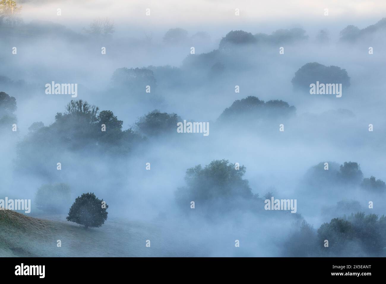 Nebel umhüllt Wälder in Cranborne Chase, Dorset, England, Großbritannien Stockfoto