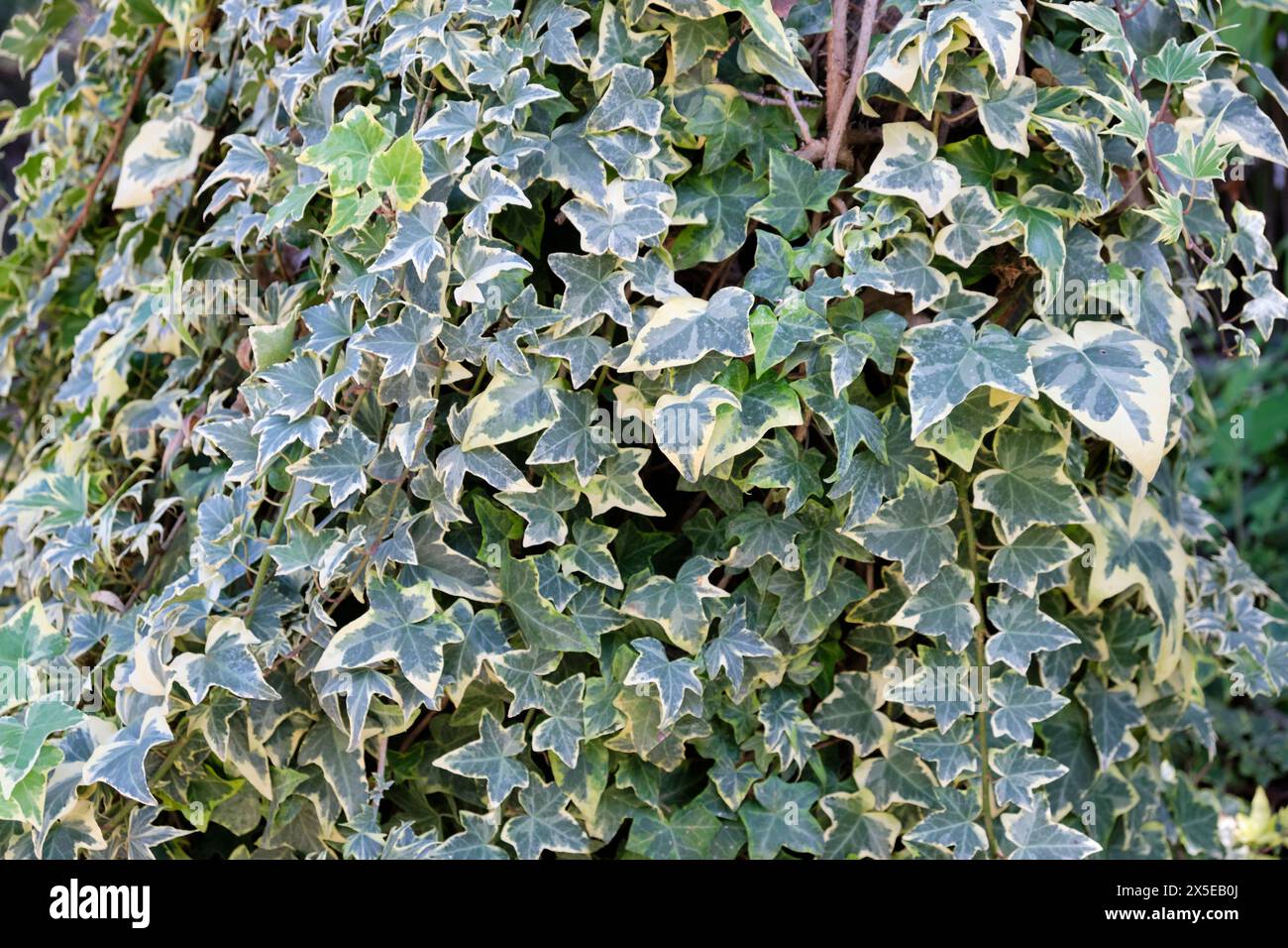 Vielgefächerter Efeu in Südspanien. Stockfoto